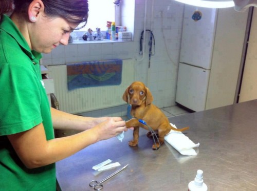 XXX awwww-cute:  Moment of bravery at the vet photo