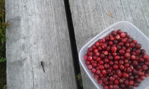 dragonfly and cranberries at Valgesoo