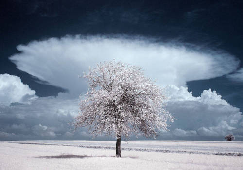 bobbycaputo:  Infrared Nature Photography by Przemyslaw Kruk   