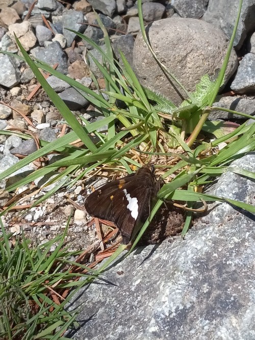I Found This Lil Guy On The Ground On The Fishing Trip With Me Brother And My Dad :)