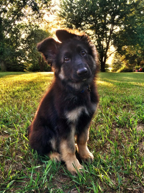 awwww-cute: He enjoys moonlit walks, romping through fields, and destroying everything in my house