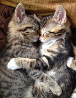 awwww-cute:  I Just Caught them Sleeping Together :D