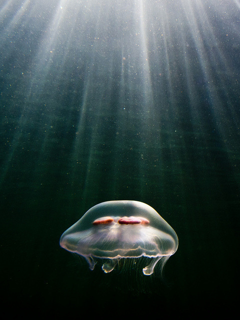 libutron:  Moon jellyfish  (Moon jelly, Common jellyfish, Saucer jelly)  Aurelia