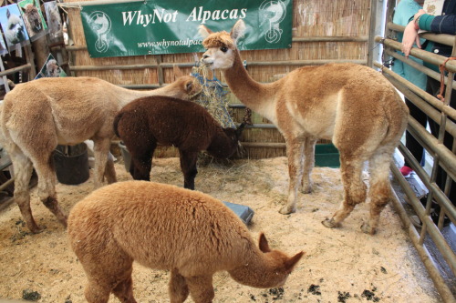 More photos from Yarndale, artwork, angora bunnies, alpacas and giant sheep costumes!