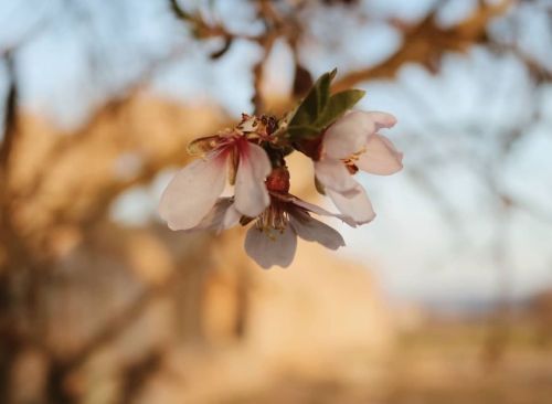 useless-catalanfacts:Spring in the abandoned Medieval monastery of Santa Maria de Vallsanta, Ponent,