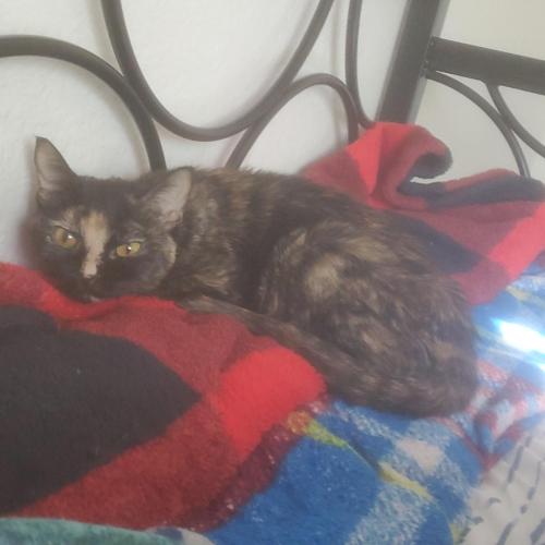 My 14yo Cat Reeses Has Been Suffering Some Medical Issues Recently. She Has Been Eating Much And Is Skin