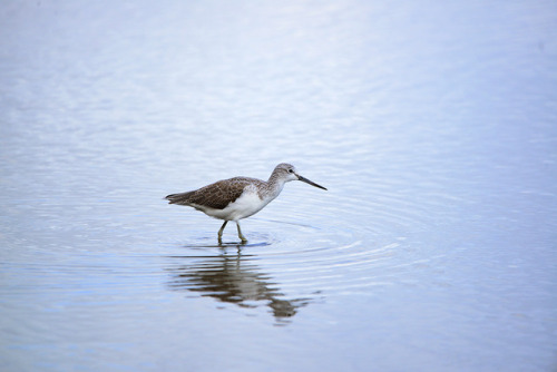 Greenshank