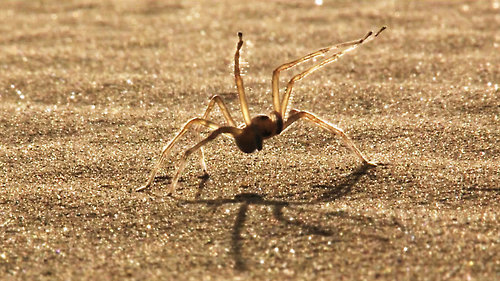 imnotaustinpowers:  queenbeereginageorge:  thingsofthewild:  ftcreature:  The Featured Creature: They See Me Rollin’: New Cartwheeling Flic-flac Spider Discovered Not much is known about their biology or ecology, except that they’re really freakin’