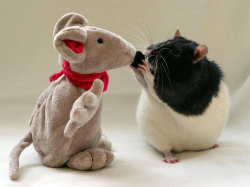 (via maluna)  Tis very cute ^^