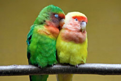 (via maluna) These birds are just so cute and colorful xD