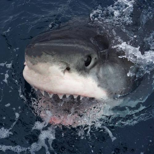 Not all the shark activity is seen from inside the cage. Whilst you are on the boat make sure your c