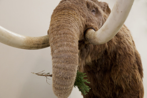 bluerhinostudio:10-foot tall (half) Mastodon for Staten Island Museum’s “Remember the Mastodon” entr