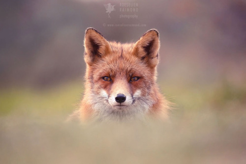 everythingfox: Roeselien Raimond