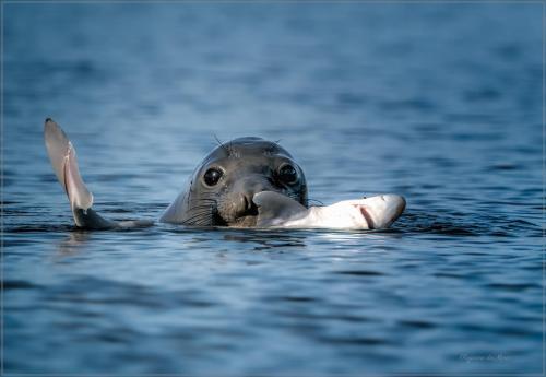 cuteanimals0