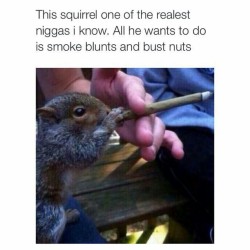 thepotheadotaku:  Haha This Squirrel Dope 😂😂 Wish My Fucking Dog Does This😂😋 (Btw I’m Really Baked Atm 😂😂)