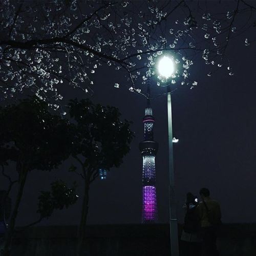 浅草の夜桜（隅田公園）