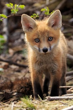 wolverxne:  Baby Red Fox In The Wild | by: