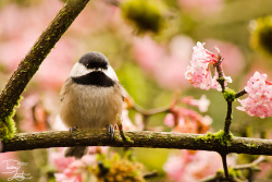  Chickadee hanging out in the flowering bush.Black-capped