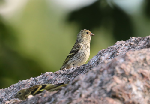 Eurasian siskins/grönsiskor (Spinus spinus).