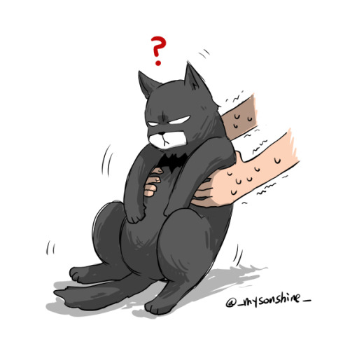 mysonshineblr: Pick me~ Pick me~ Pick me up~♪ Pick Bat-cat Family up