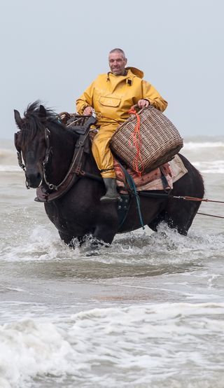 Belgian schrimp fishermen on horseback in Westflanders,Belgium