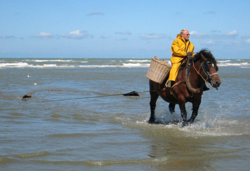 ainawgsd:   On the northwest Belgian coast, there is a little known tradition: shrimp fishing on horseback.   The activity consists of what its name describes: fishing shrimp on a horse.    In the 15th century, shrimp fishing on horseback was still practi