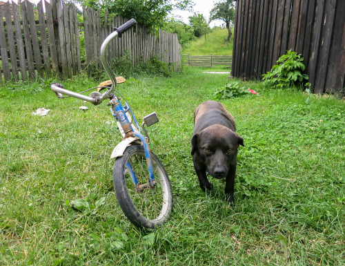 bea-roll:  Ran into this pup guarding this bike. Vale, Romania