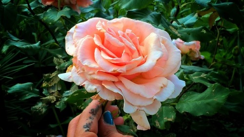Porn photo shelovesplants:Admiring the Rose's🙏🌹❤