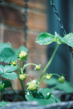 samueledwardphoto:  Strawberries, 2012 