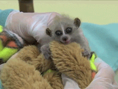 sdzoo:  Throwing it back to last summer when this baby pygmy loris melted hearts. Watch the video 