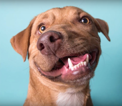 positive-memes:  doggos-with-jobs:Picasso was surrendered by his breeder for euthanasia because of a birth ‘defect’ that caused his twisted snout. Adopted by a shelter worker, he now lives a happy life as a therapy dog helping people with disabilities.