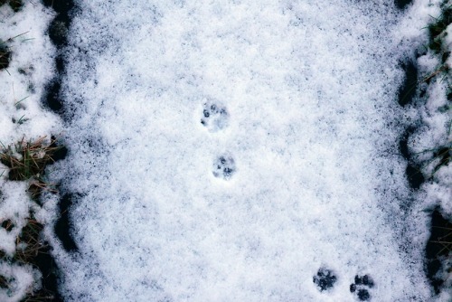 paw print