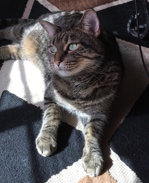 mateokovacic:hi guys can you please look at my cat