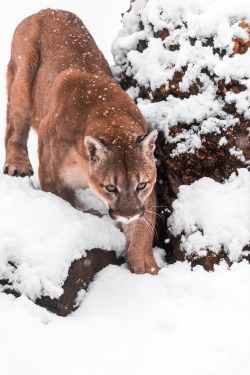 beautiful-wildlife:  Portrait of a Cougar by Mike Kolesnikov
