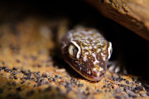 powlokisdiary:Azlynn the elegant gecko on one of his morning basks. He’s Usually more nocturnal,but rarely he does get seen in the morning!