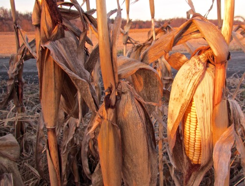 Some corn still in the fields.