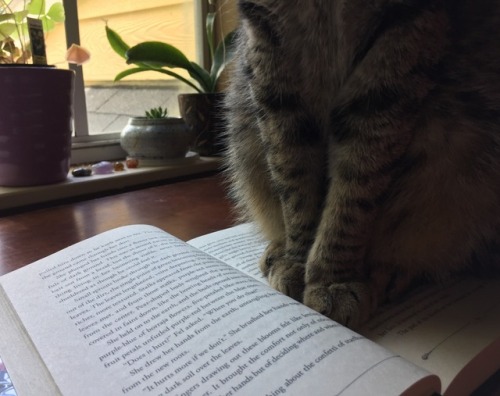 bookoflostthings:Less reading, more petting