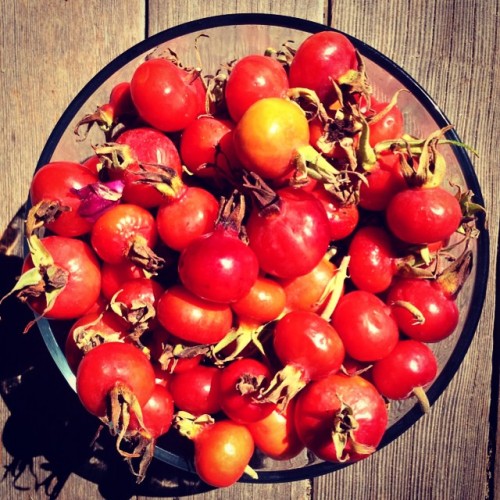 good4youherbals: super ripe rosehips gathered from the beach this morning