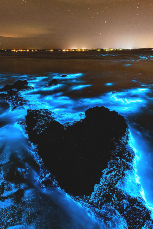 lsleofskye:Bioluminescence | jordan_robinsLocation: Jervis Bay, Australia