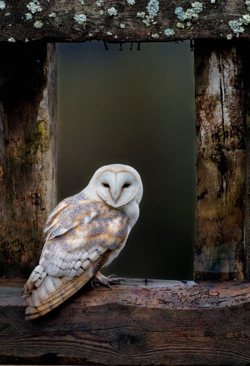 vintage-fawn: rorschachx: Barn owl | image: Alamy Queen Bee