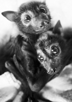 the-me-i-never-knew:  Adorable bat hugs!