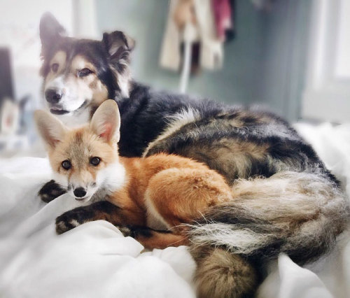 awesome-picz:    Pet Fox Becomes Best Friends With A Dog.
