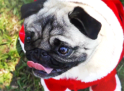Sex calichick73:   Christmas Pugs (x)   Saw this pictures