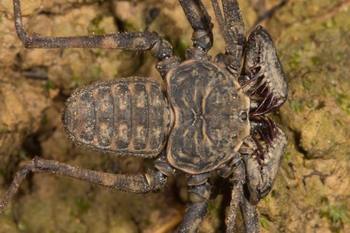 emerald-of-the-eight: While quite fearsome up close, tailless whip scorpions [Paraphrynus laevi