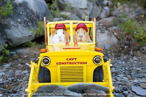 Via Guinea Pig Calendar Company