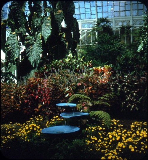 twoseparatecoursesmeet: Conservatory Fountain, San Francisco, 1960s Bruce Thomas