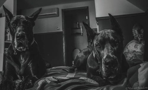 greatdanes