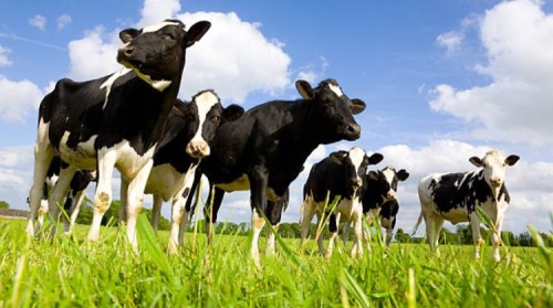 Batcow