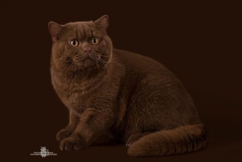 pudgykitties: scottishstraight:Chocolate with Brandy Chocolate chonk “Perhaps it is YOU who is