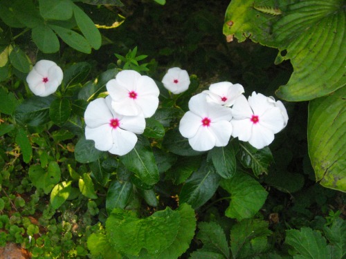 Vinca minor huddled in the garden.